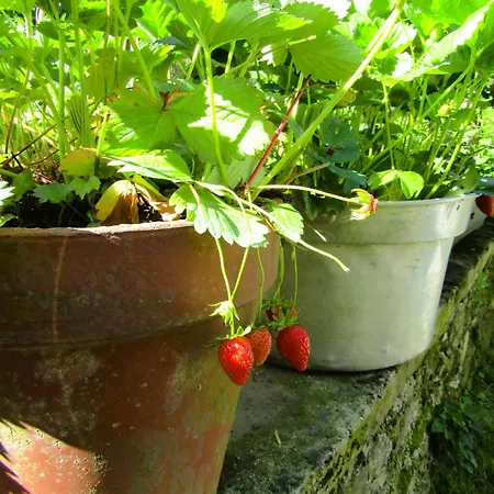 Giardino Di Emanuela *