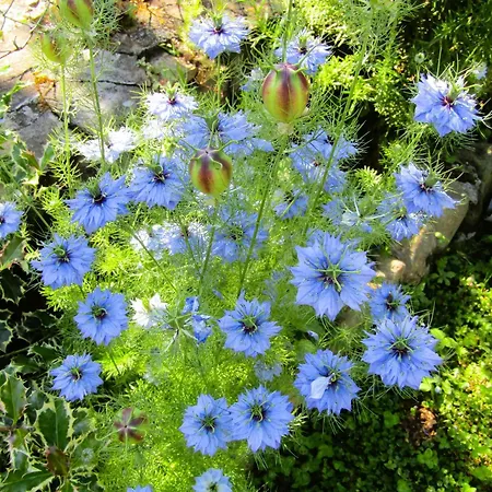 Giardino Di Emanuela